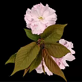 Beautiful Pink Cherry Blossom Flower Cluster With Fresh Leaves And Black Background