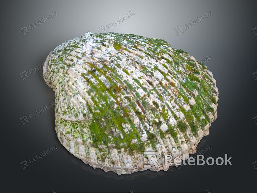 Shell Cartoon Pearl Pink Red Shell Mussel Clam Freshwater Pearl Seawater Pearl Nanyang Pearl model