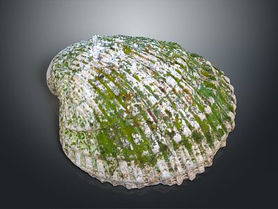 Shell Cartoon Pearl Pink Red Shell Mussel Clam Freshwater Pearl Seawater Pearl Nanyang Pearl model