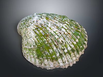 Shell Cartoon Pearl Pink Red Shell Mussel Clam Freshwater Pearl Seawater Pearl Nanyang Pearl 3d model