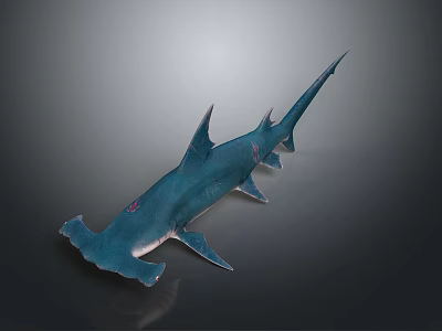 Realistic Blue Hammerhead Shark 3D Model With Distinctive Head Shape 3d model