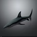 Blue Shark 3D Render Marine Animal With Sharp Teeth And Fins