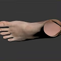 Realistic 3D Anatomical Model of Human Foot Organ Featuring Hair Details