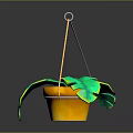 Hanging Green Plant With Large Leaves In Decorative Pot And Rope