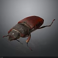 Shiny Red And Black Beetle With Dark Head And Legs On Dark Background