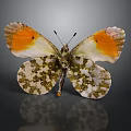 Butterfly with Spread Orange and White Wings with Brown Spots on Dark Background and Reflection
