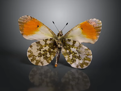 Butterfly with Spread Orange and White Wings with Brown Spots on Dark Background and Reflection 3d model