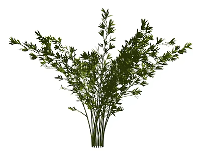 Green Bamboo Plant With Slender Stems And Lush Leaves In Natural Form 3d model