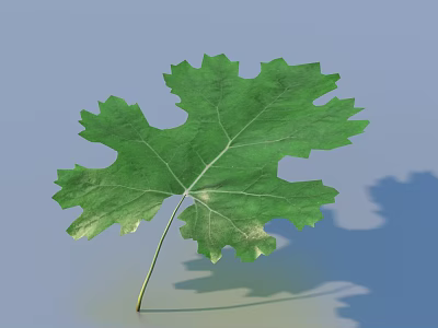 Green Leaf With Serrated Edges And Visible Veins On Light Blue Background 3d model