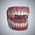 Detailed Human Teeth Model Displaying Gums Tongue And Oral Structure From Various Angles