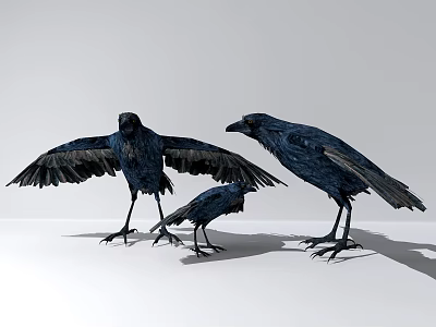 Three Dark Blue Crows With Spreading Wings Standing On White Background 3d model Three Dark Blue Crows With Spreading Wings Standing On White Background 3d model