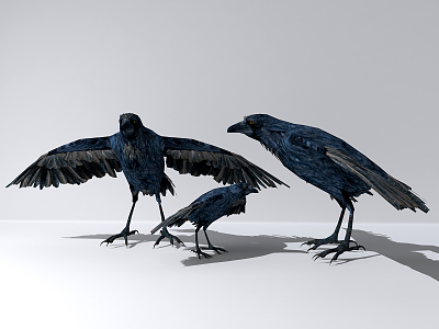 Modern Crow 3d model