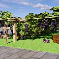Lush Grape Vines Covered Pergola With Fresh Grapes Wine Bottles And Basket On Green Grass