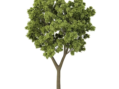 Lush Green Arbor With Thick Trunk And Dense Foliage In Natural Setting 3d model