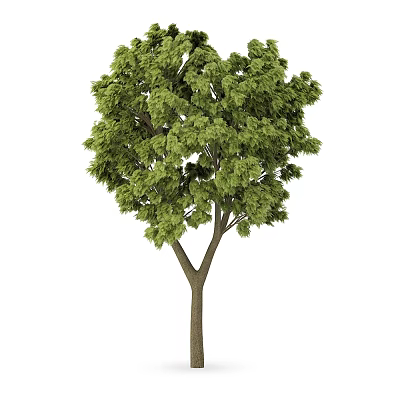 Lush Green Arbor With Thick Trunk And Dense Foliage In Natural Setting 3d model
