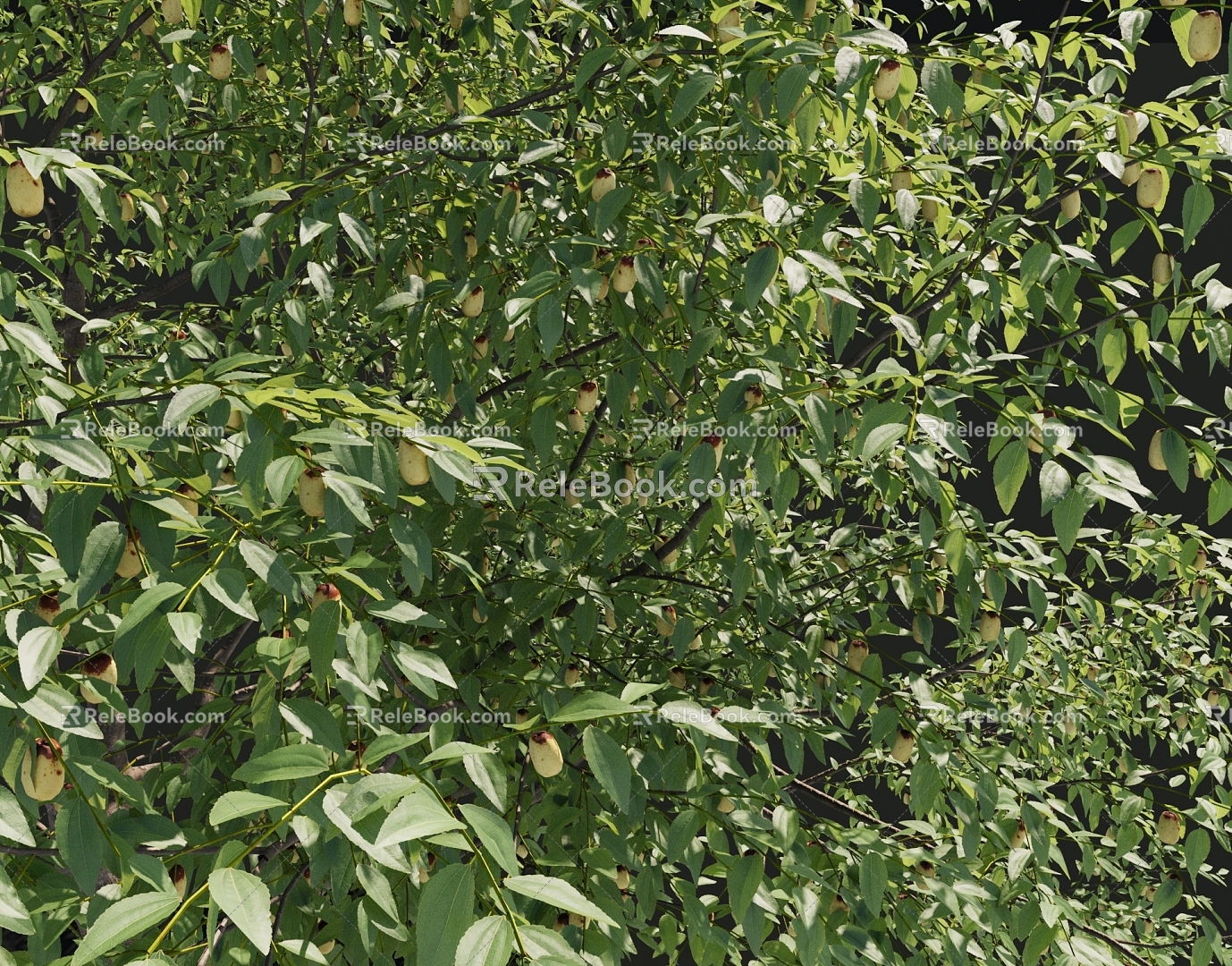 jujube tree 3d model