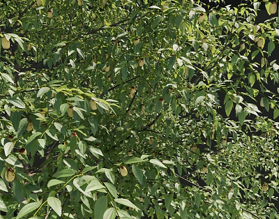 Arbor Tree with Lush Green Leaves and Dense Branches in Natural Canopy 3d model