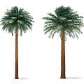 Two Tall Palm Trees With Brown Trunks And Green Fronds On White Background