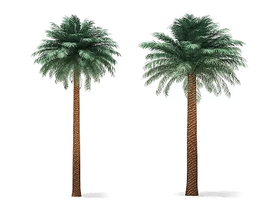 Two Tall Palm Trees With Brown Trunks And Green Fronds On White Background 3d model