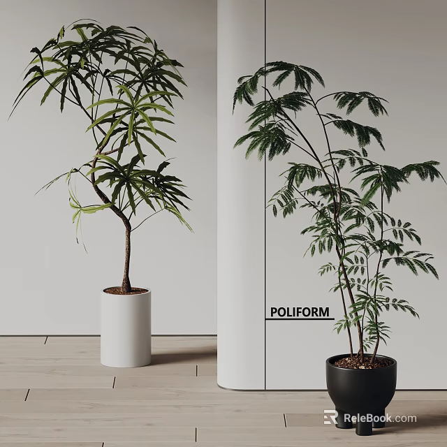 Bonsai Potted Plants With Lush Green Leaves In White And Black Pots On Wooden Floor 3d model 