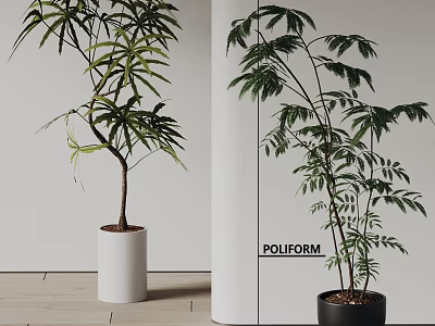 Bonsai Potted Plants With Lush Green Leaves In White And Black Pots On Wooden Floor 3d model