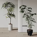 Bonsai Potted Plants With Lush Green Leaves In White And Black Pots On Wooden Floor