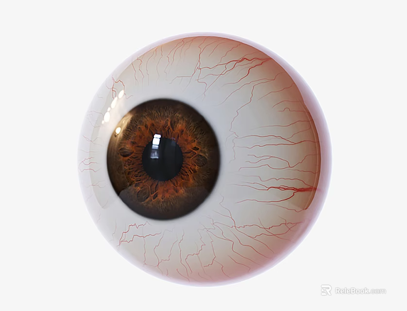 Detailed Human Eye With Brown Iris White Sclera And Red Blood Vessels 3d model 