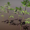 Multiple Slender Trunk Plants With Green Leaves And Shadow On Gray Background 3d model