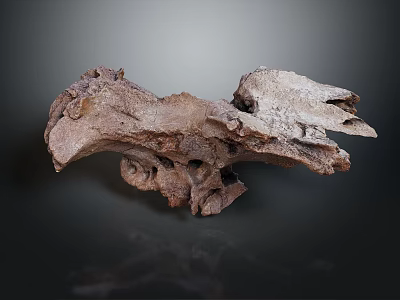Ancient Animal Fossil Skeletal Remains Show Detailed Bone Structure On Gray Background 3d model