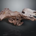 Ancient Animal Fossil Skeletal Remains Show Detailed Bone Structure On Gray Background