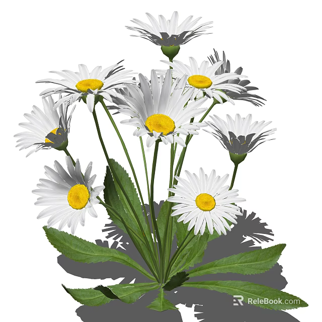 Fresh Bunch Of Beautiful White Daisies With Yellow Centers And Green Stems Leaves 3d model 