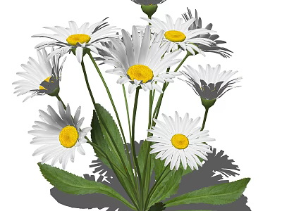Fresh Bunch Of Beautiful White Daisies With Yellow Centers And Green Stems Leaves 3d model