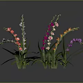 Colorful Decorative Flowering Plants With Green Leaves And Bright Multicolored Blooms