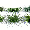 Lush Green Plant Combination With Various Grass Types And Different Leaf Shapes