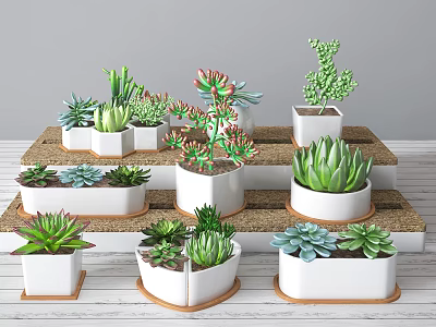 Various Succulent Bonsai Plants in White Ceramic Pots on Tiered Display Stand 3d model