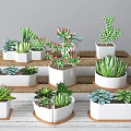 Various Succulent Bonsai Plants in White Ceramic Pots on Tiered Display Stand