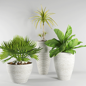 Modern potted plants 3d model