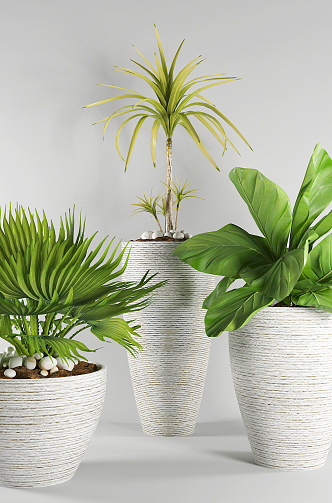 Modern potted plants 3d model