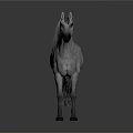 Realistic Gray Horse Standing on Gray Background as Detailed 3D Studio Render 3d model
