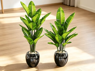 Indoor Potted Plants With Large Green Leaves In Black Pots On Wooden Floor With Sunlight 3d model
