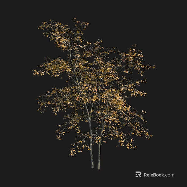 Tree With Golden Yellow Leaves And Slender Light Colored Trunk On Dark Background 3d model