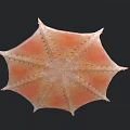 Vibrant Orange and Yellow Blanket Octopus with Spread Fins Swimming in Deep Sea