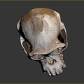 Modern Skull Human Skull Fossil Skull Skeleton 3d model