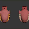 Anatomical 3D Model of Human Oral Organs Showing Teeth Gums and Tongue Structure
