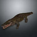 Crocodile Alligator Nile Crocodile carnivore reptile cold-blooded animal reptile 3d model