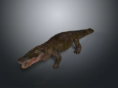Realistic Crocodile Reptile With Detailed Skin Texture Open Mouth And Natural Posture 3d model