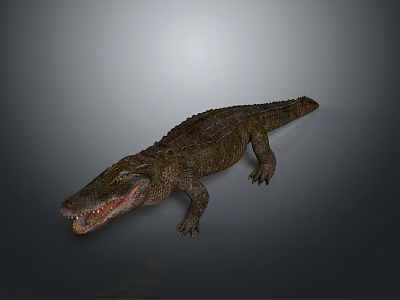 Crocodile Alligator Nile Crocodile carnivore reptile cold-blooded animal reptile 3d model