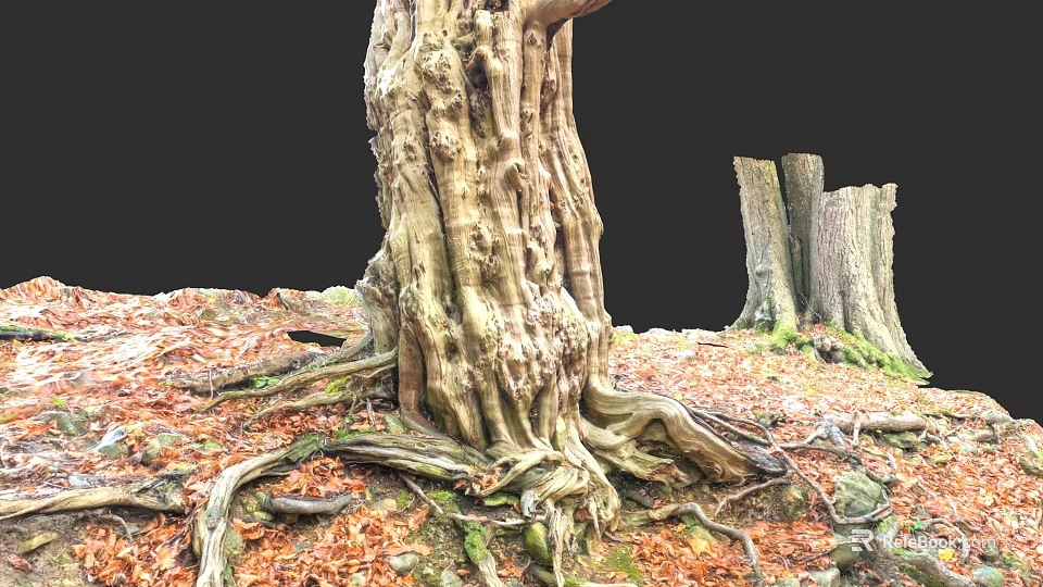 Ancient Arbor With Thick Trunk Exposed Roots And Fallen Leaves Near Old Stumps 3d model 