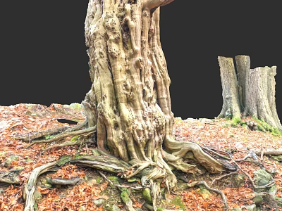 Ancient Arbor With Thick Trunk Exposed Roots And Fallen Leaves Near Old Stumps 3d model