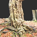 Ancient Arbor With Thick Trunk Exposed Roots And Fallen Leaves Near Old Stumps
